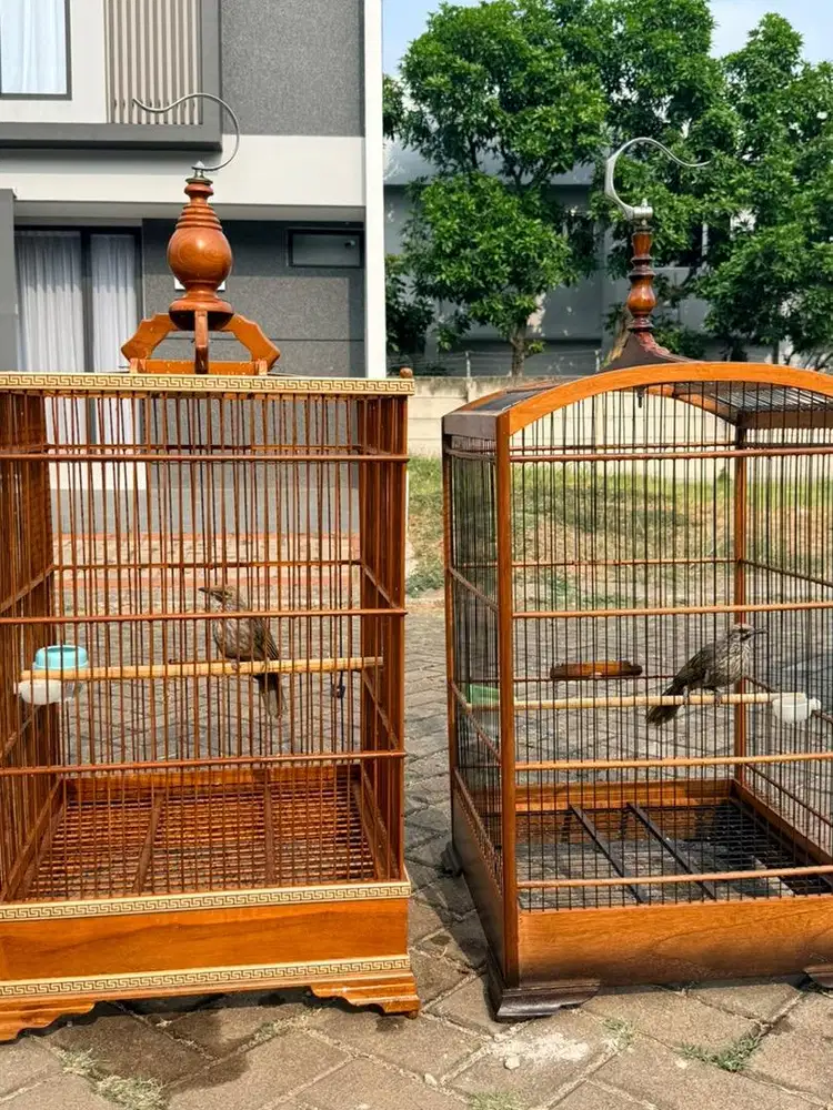 Cocak Rowo usia 1 tahun
