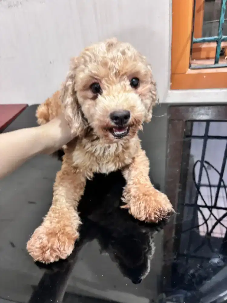 Anjing Poodle dan  Maltese