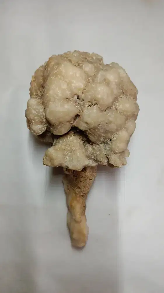 Pajangan Batu Natural CRINOID FOSSIL Origin USA Rare BerCertificate