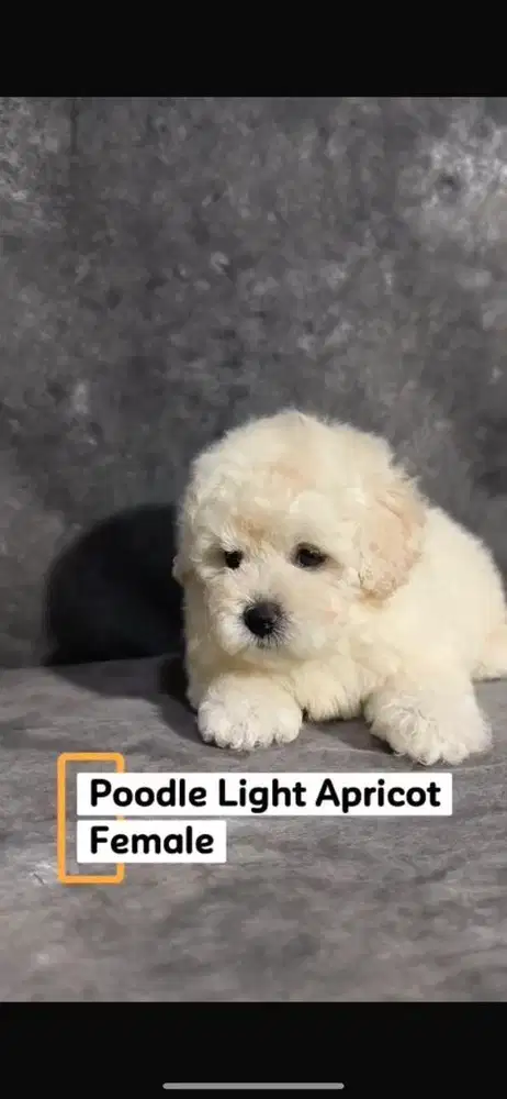 Poodle Light Apricot