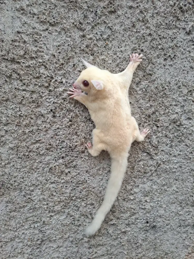 Sugar Glider Ruby Leu Betina