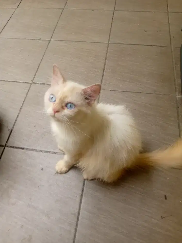 Kucing jantan baik