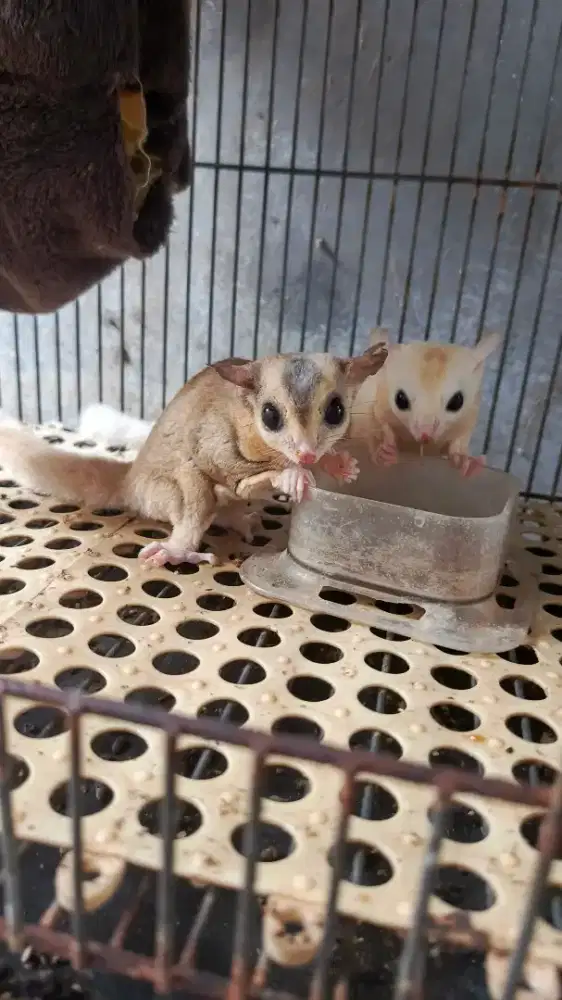 Sugar Glider Sepasang Leu & Moza