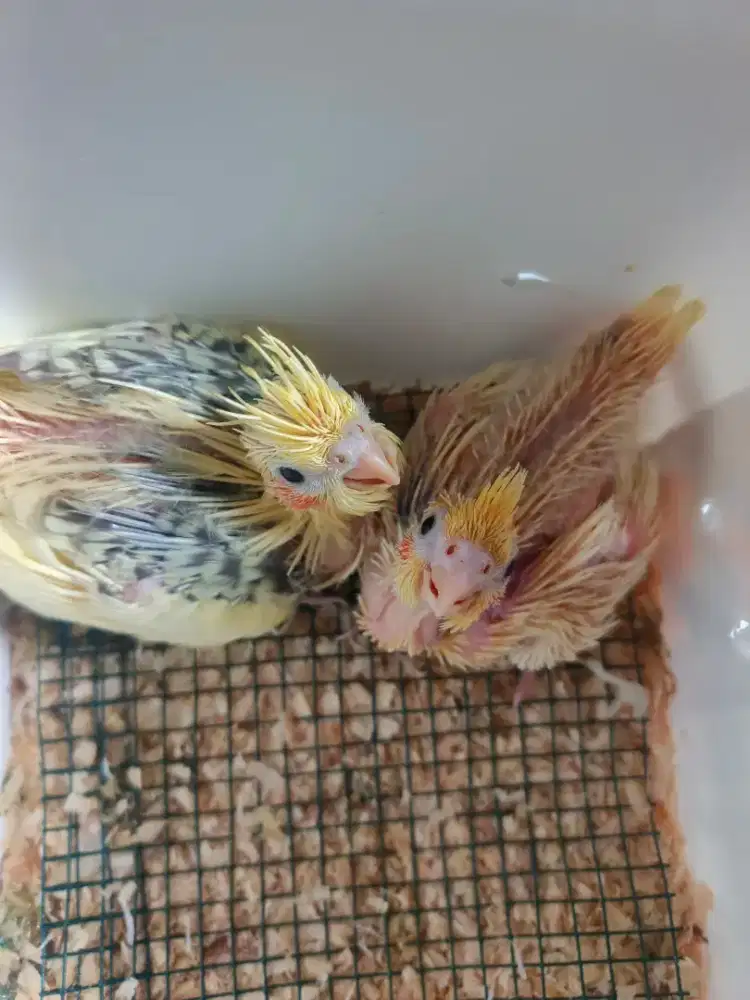Burung falk baby