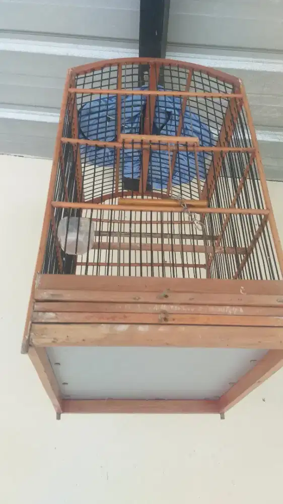 Burung muda ring