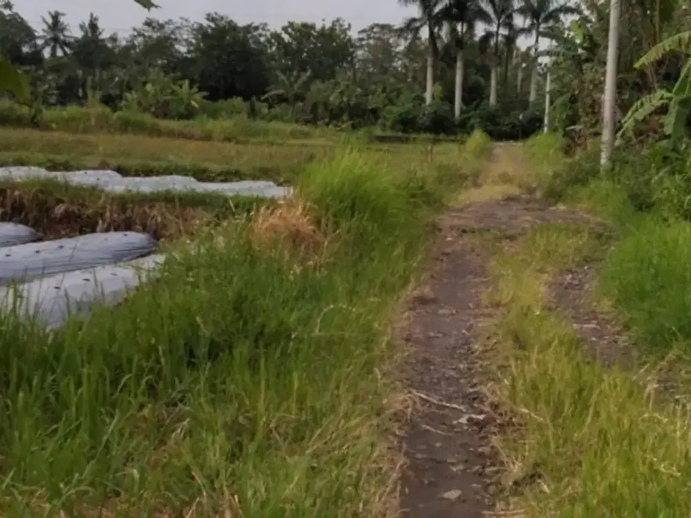 lahan  cocok  utk homestay, rumah  atau spot wisata agro