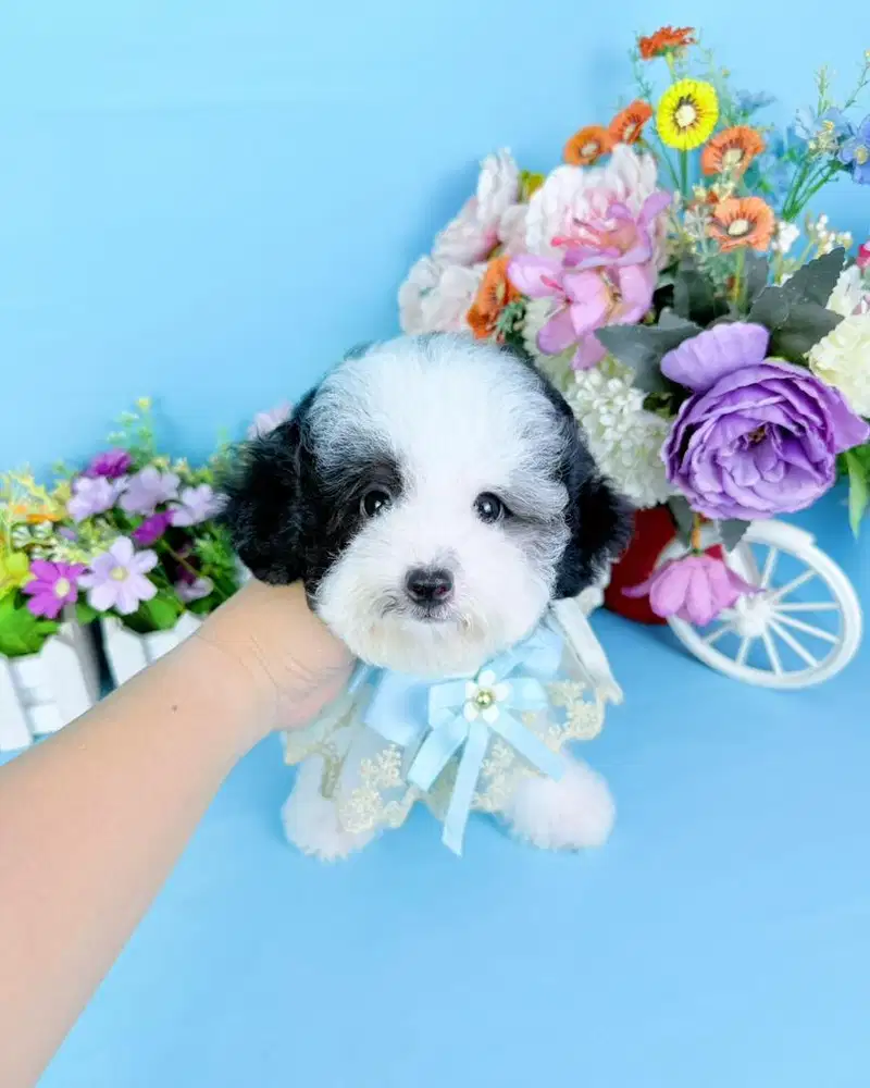 Party poodle male super cute motif unik belakang sapi super imut lucu