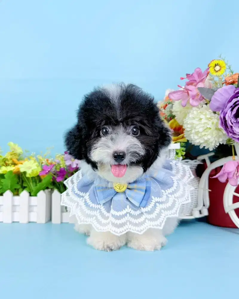 Party poodle super cute face motif unik seperti bajak laut