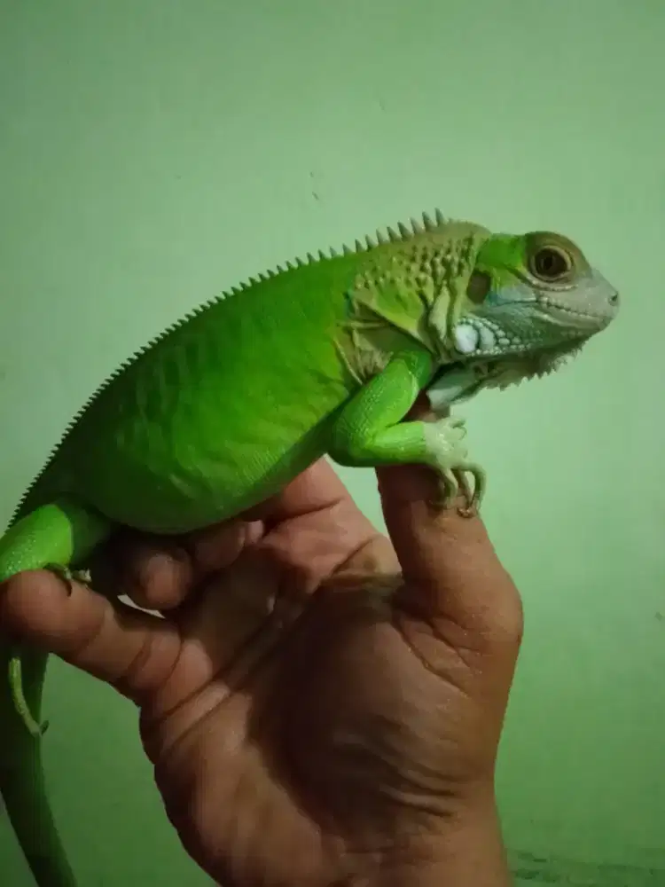 Iguana togreen hybrid jantan juve
