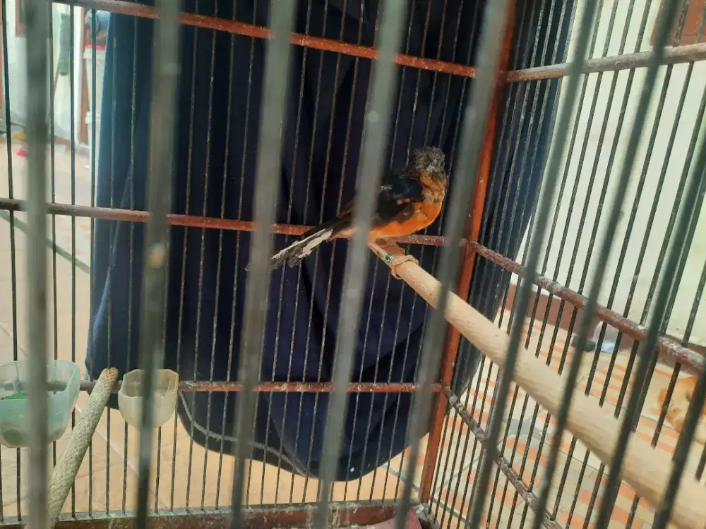 Trotol murai batu medan jantan