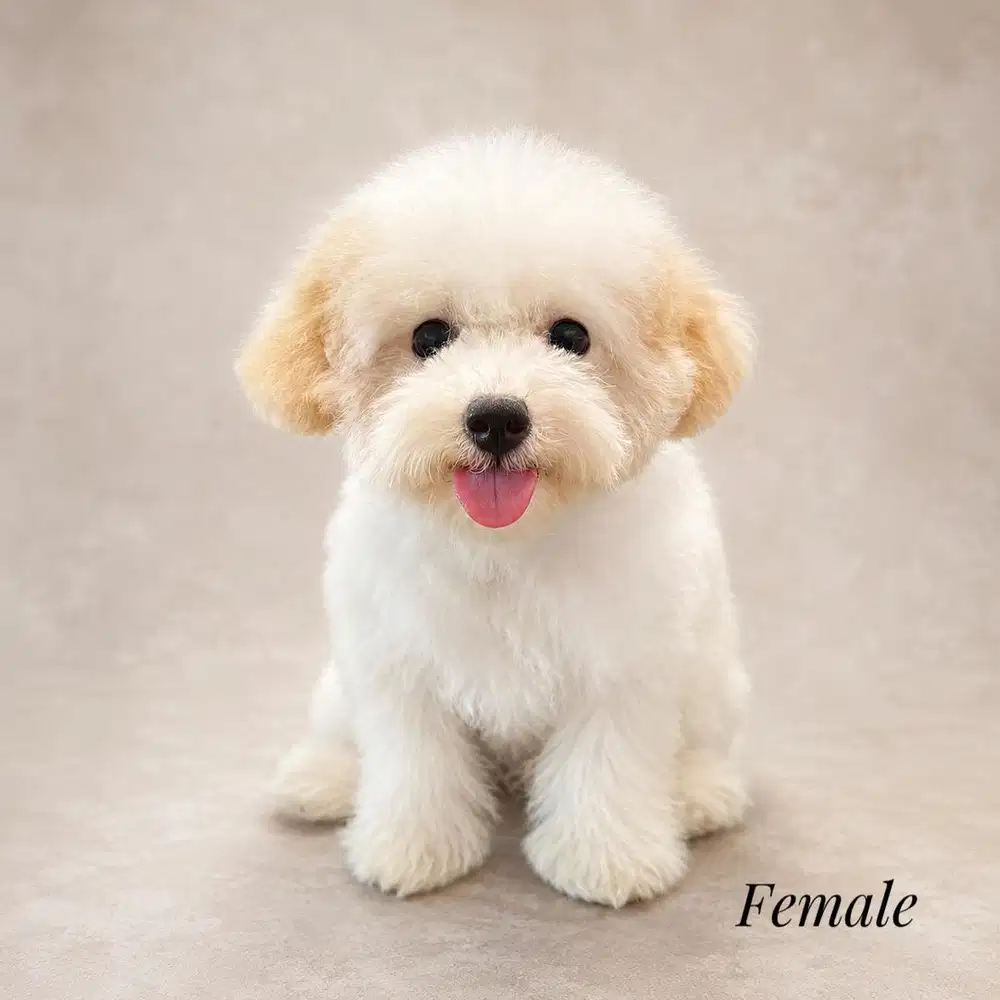 Poodle  party  murah