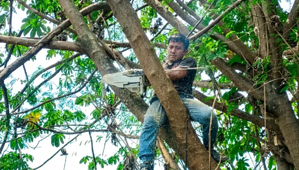 Jasa tebang pohon