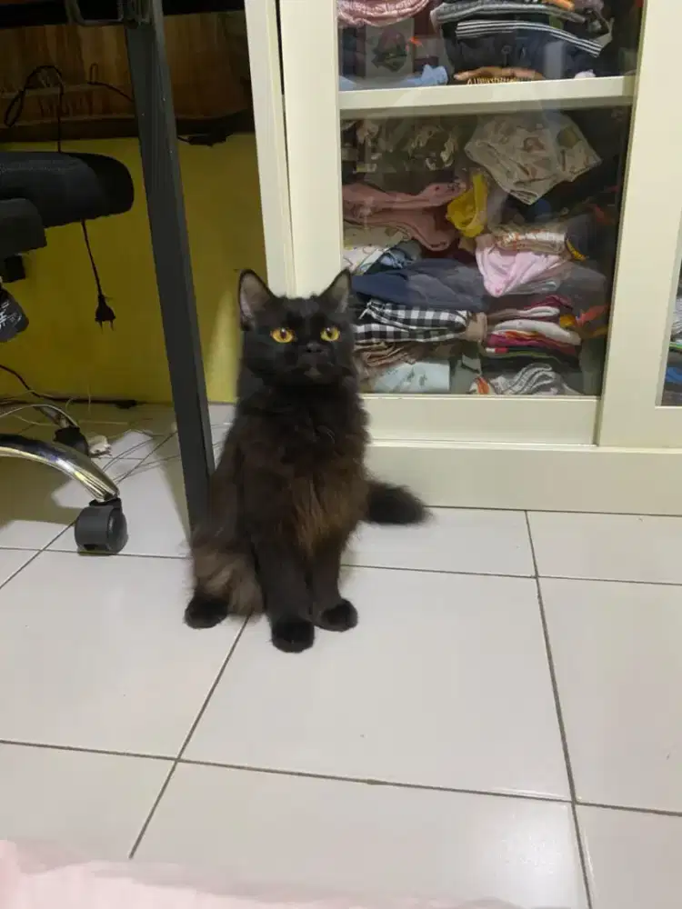 Kucing Persia Betina