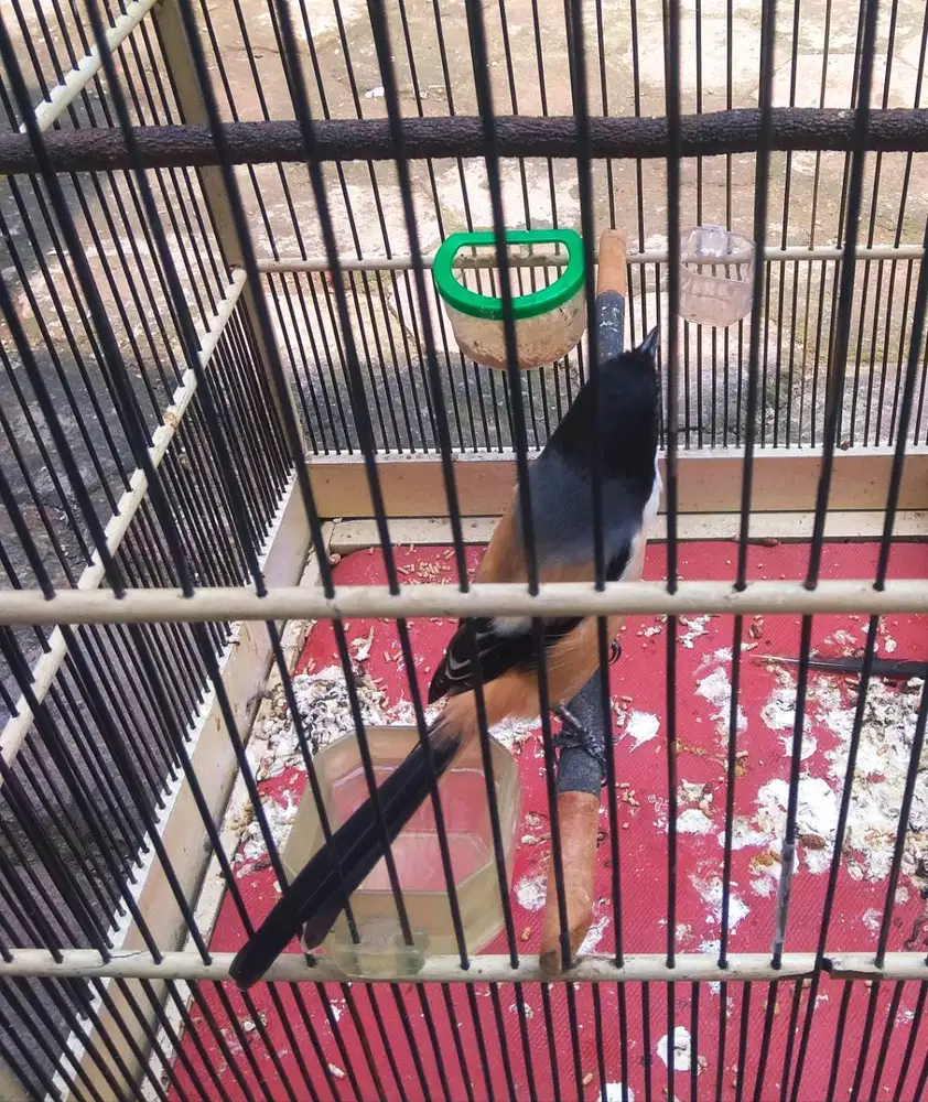 Burung pentet jatim