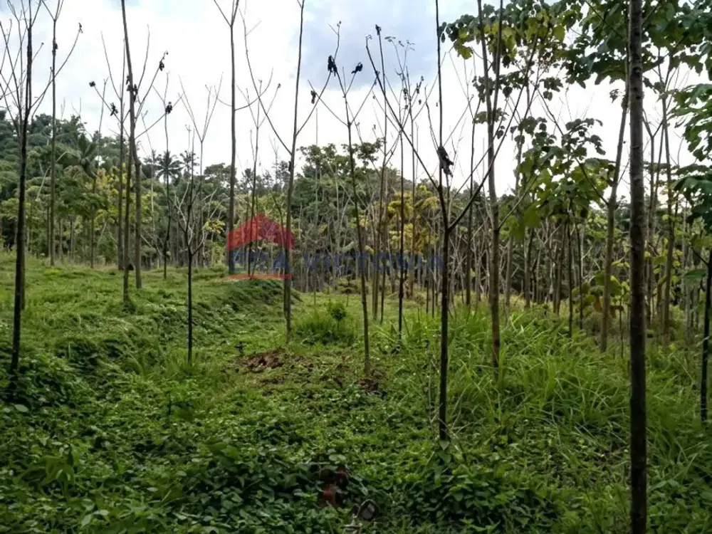 Tanah Strategis Dekat Kawah Ijen Banyuwangi Cocok Investasi