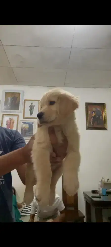 Golden Retriever anak anjing golden retrever betina