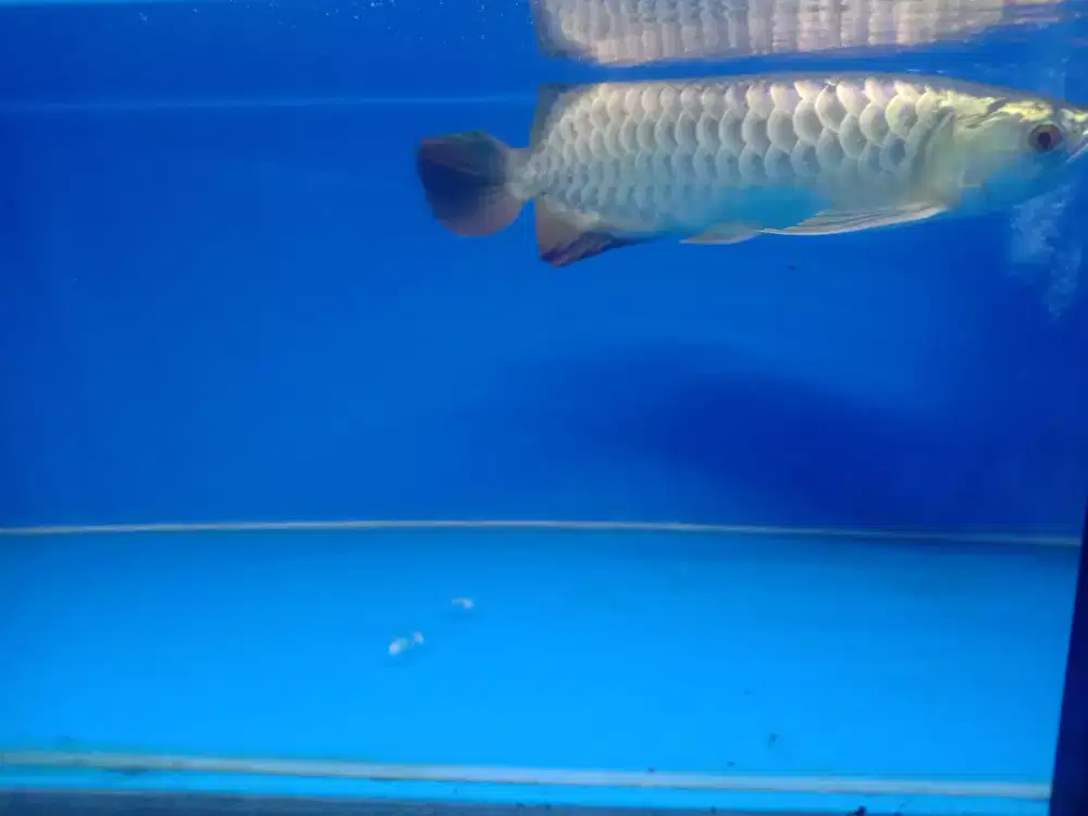 Ikan hias Arwana Crossback 24K Bluebase Malaysia cakep size -+35 cm