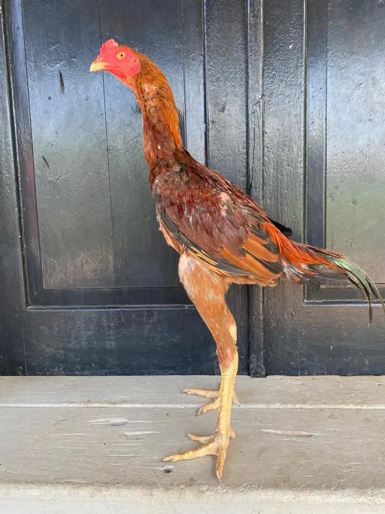 Ayam mangon usia 5 bulan