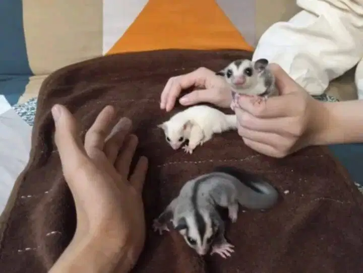 Yuk yang mau adopt sugar glider jinak nya