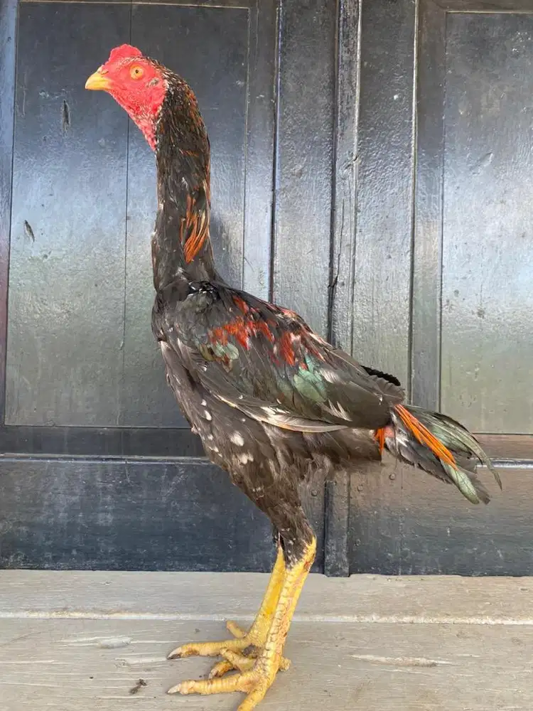 Ayam bangkok selatan usia 5 bulan