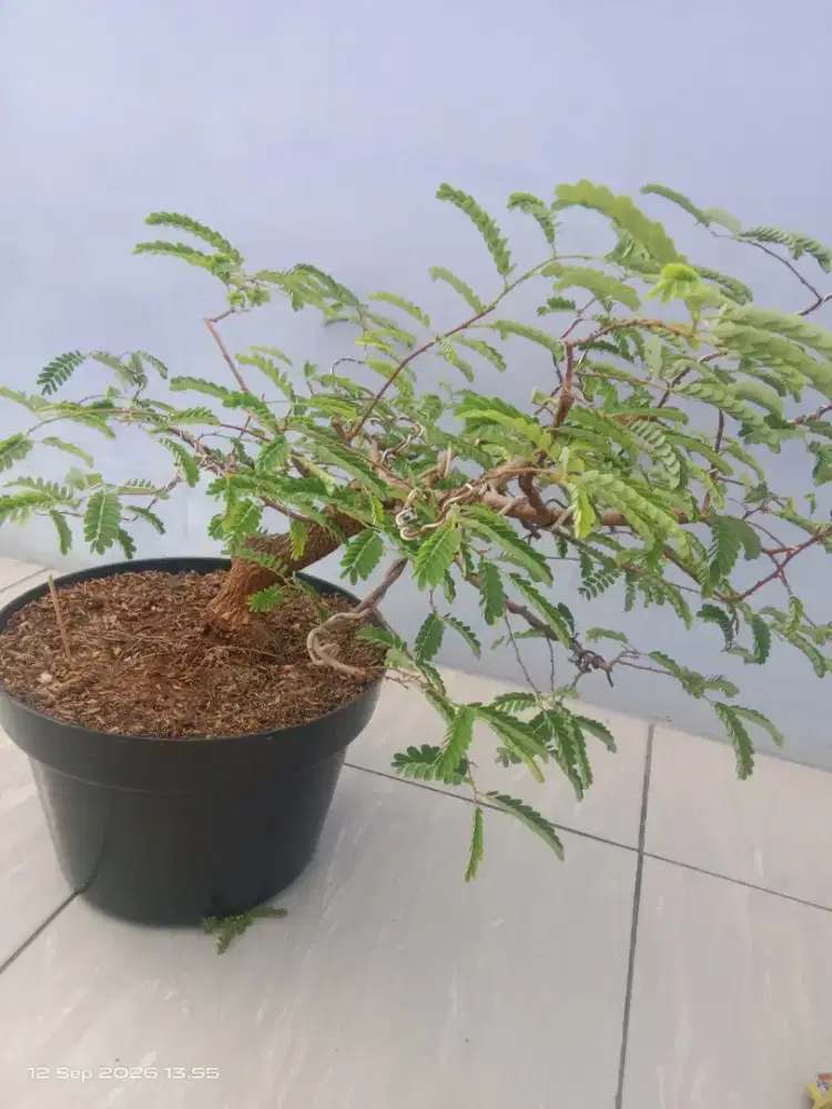 Bonsai Asem jawa siap pajang