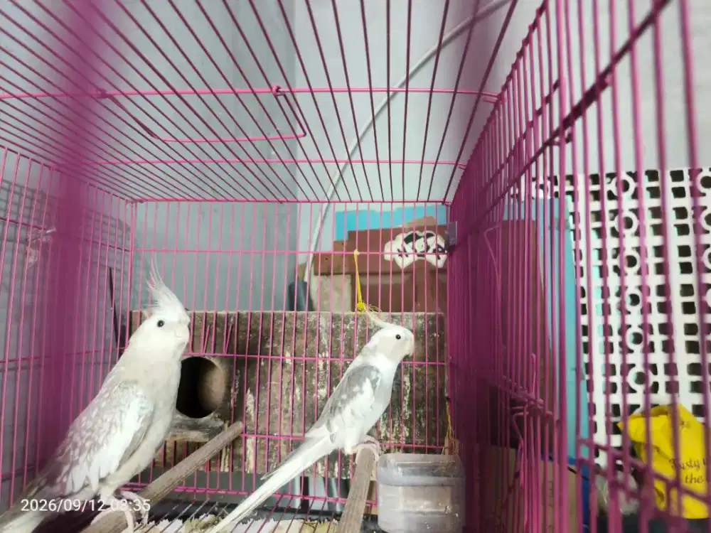 Falk White Face Sepasang