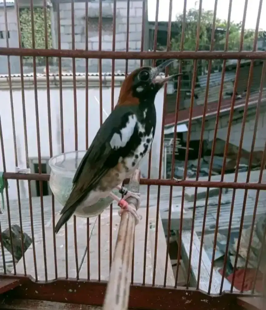 Burung Anis kembang Jantan