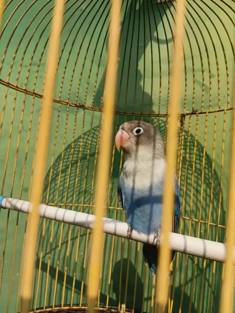 Lovebird blue violet
