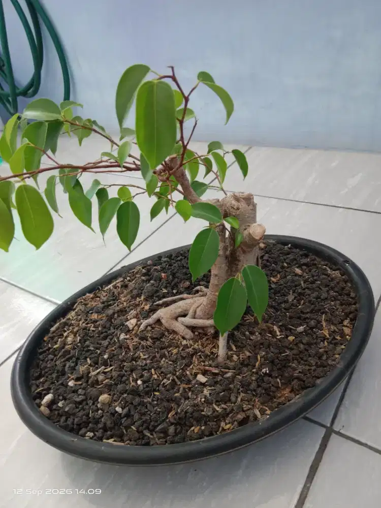 Jual bonsai  beringin  siap pajang