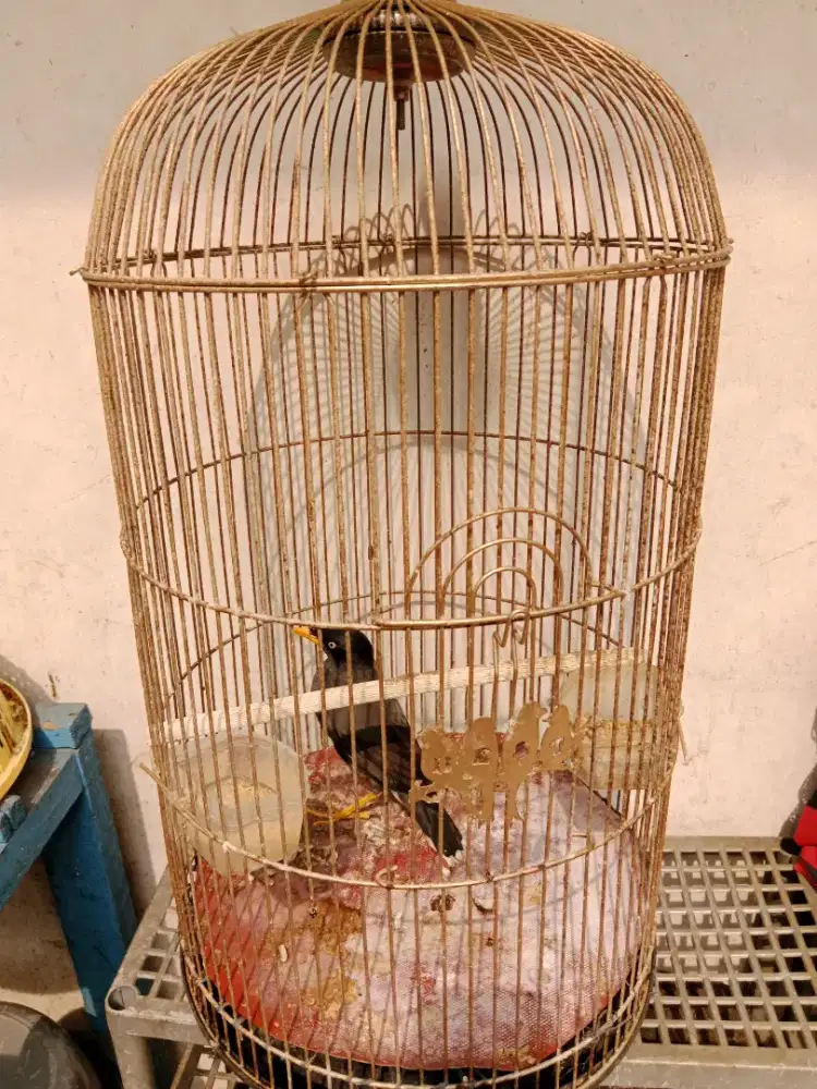 Jalak hitam gacor bgt full set bisa nego kalau burja nya aja juga bisa