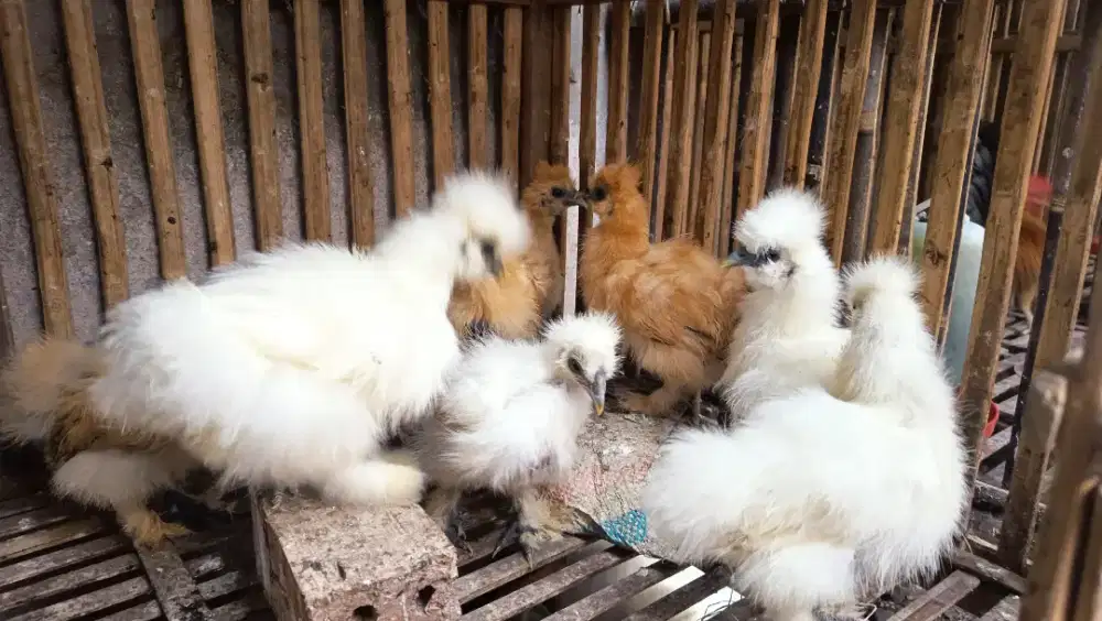 Ayam hias american silkie