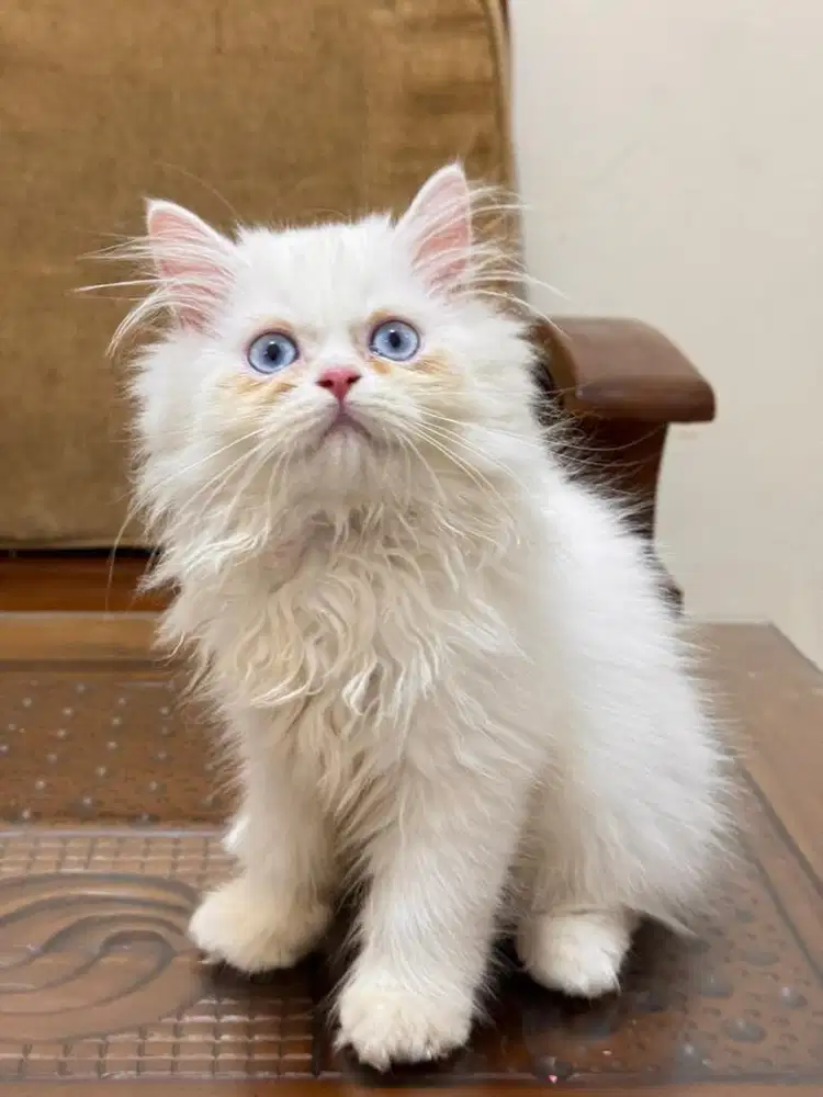 British Longhair White Solid Nonped