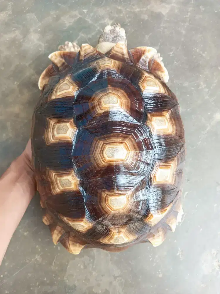 Kura darat sulcata 28cm