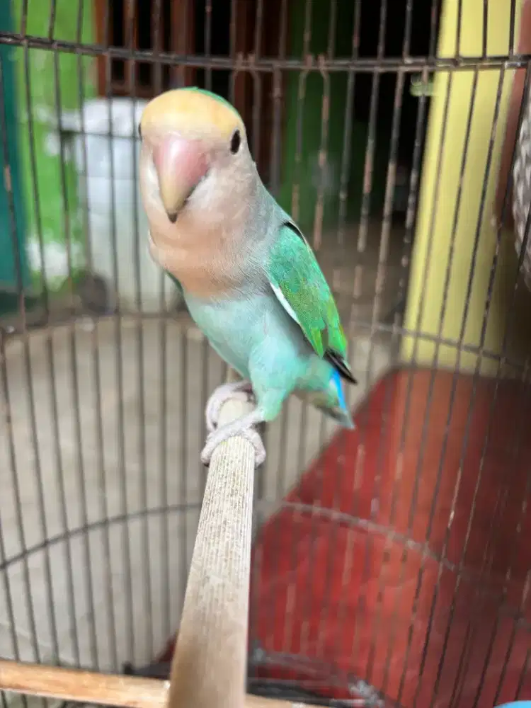 Love Bird NK plus Kandang