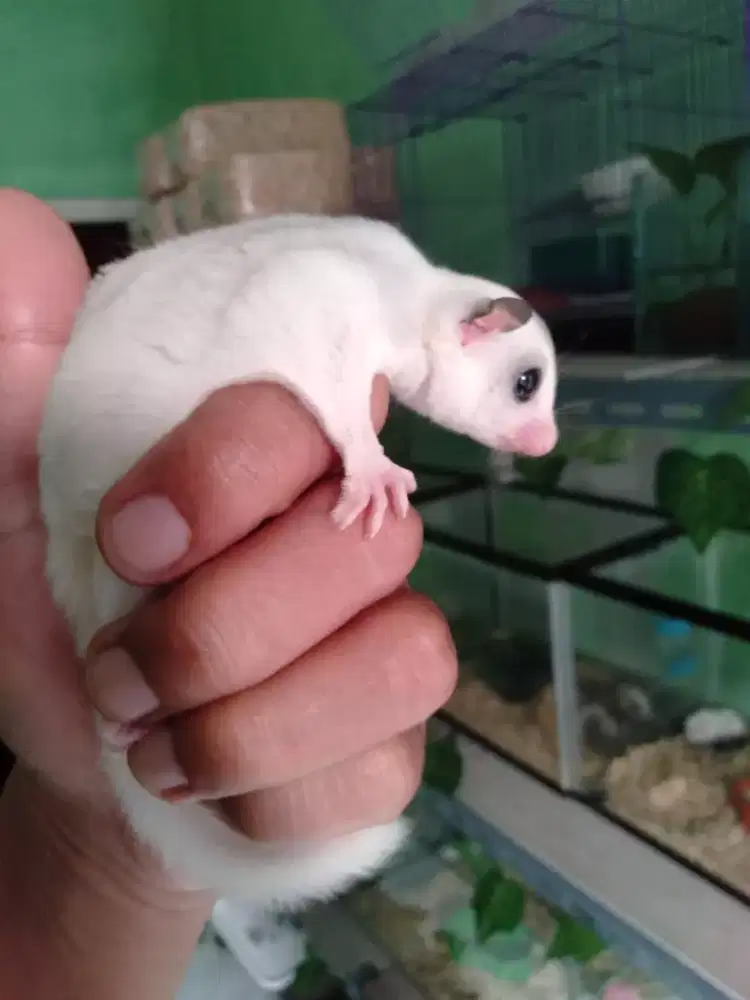 Sugar glider platinum Mozaik