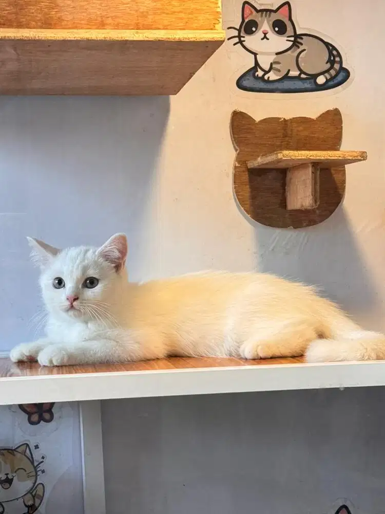 BSH White Solid Nonped Kitten