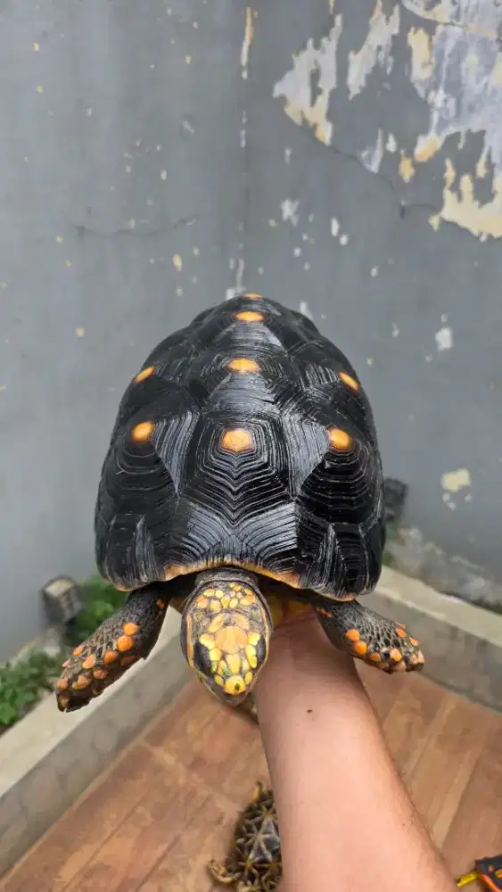 Redfoot tortoise 25cm
