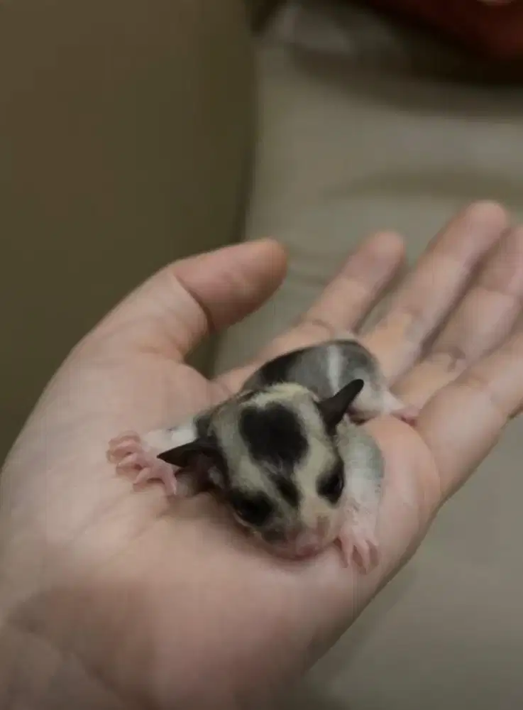 Sugar glider joey