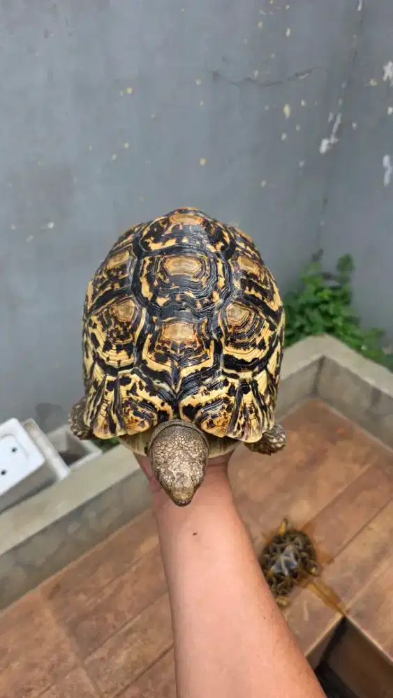 Kura kura Pardalis 25cm