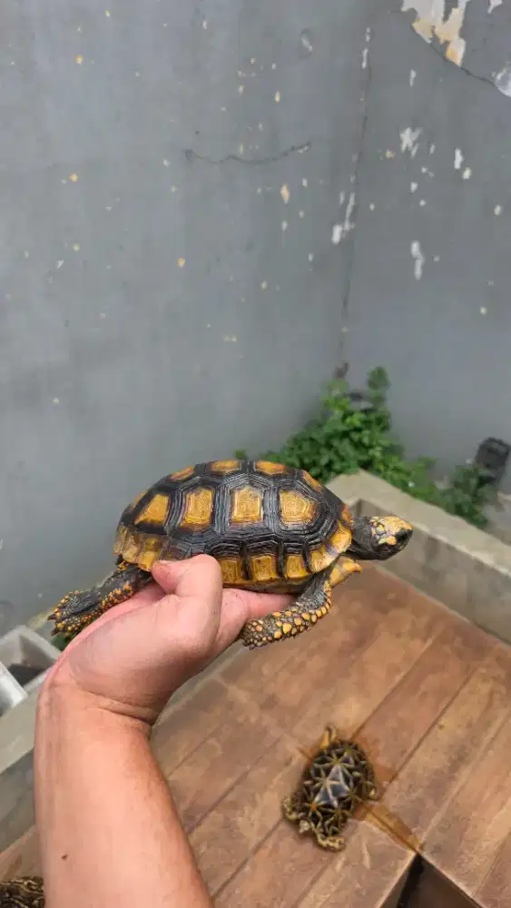 Yellow foot super yellow 15cm