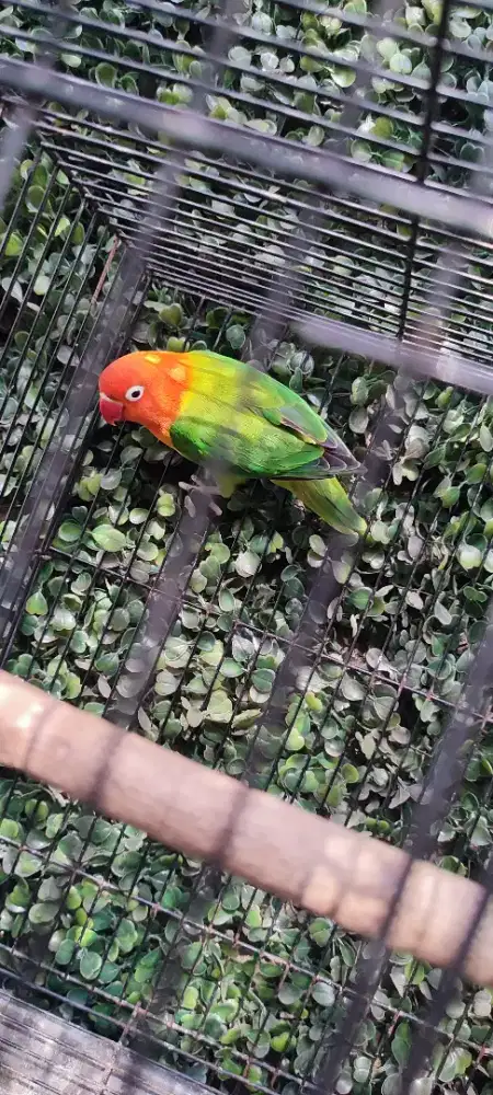 lovebird biola green