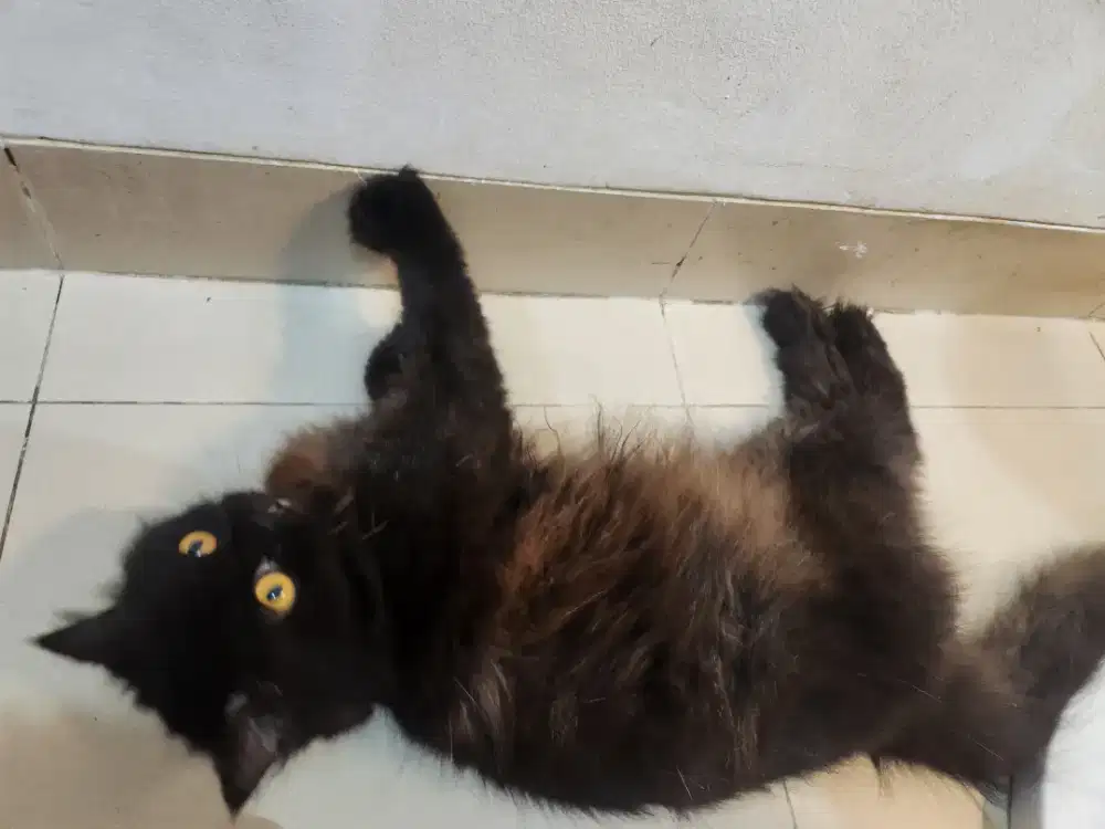 Kucing BSH x Exotic