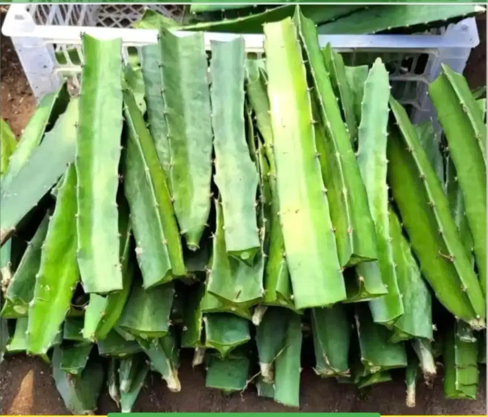 Jakbar Bibit Batang Buah Naga Merah Stek