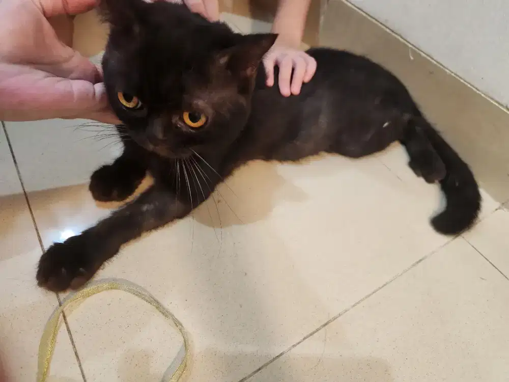 Kucing BSH x Exotic