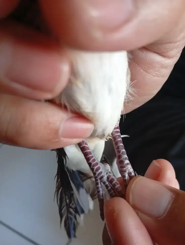 Jual burung perkutut lokal katuranggan rajekwesi