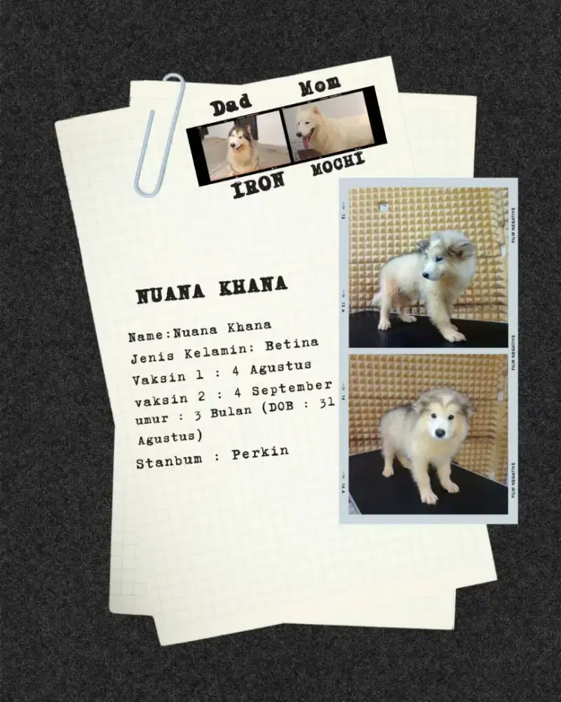 Alaskan malamut super murah