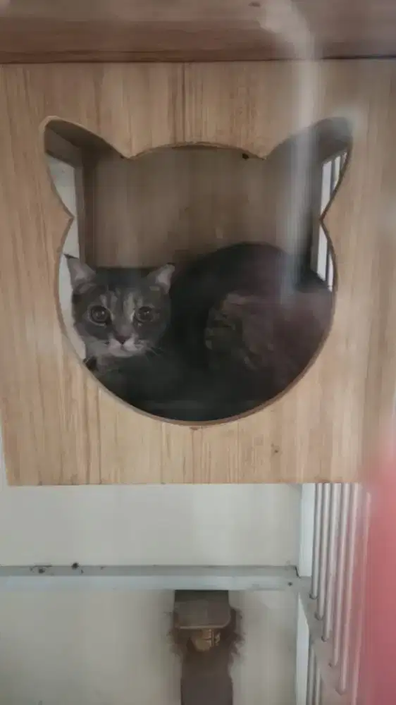 Kucing BsH tabby