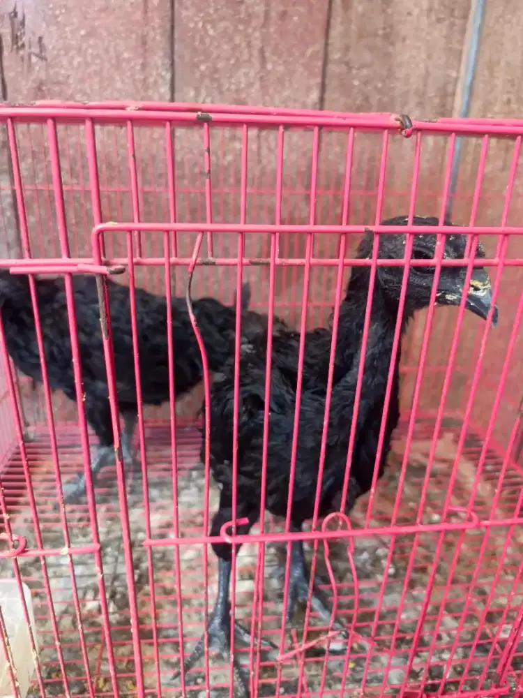 Ayam cemani camani sepasang