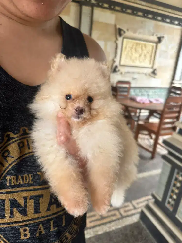 Mini pom , pomeranian