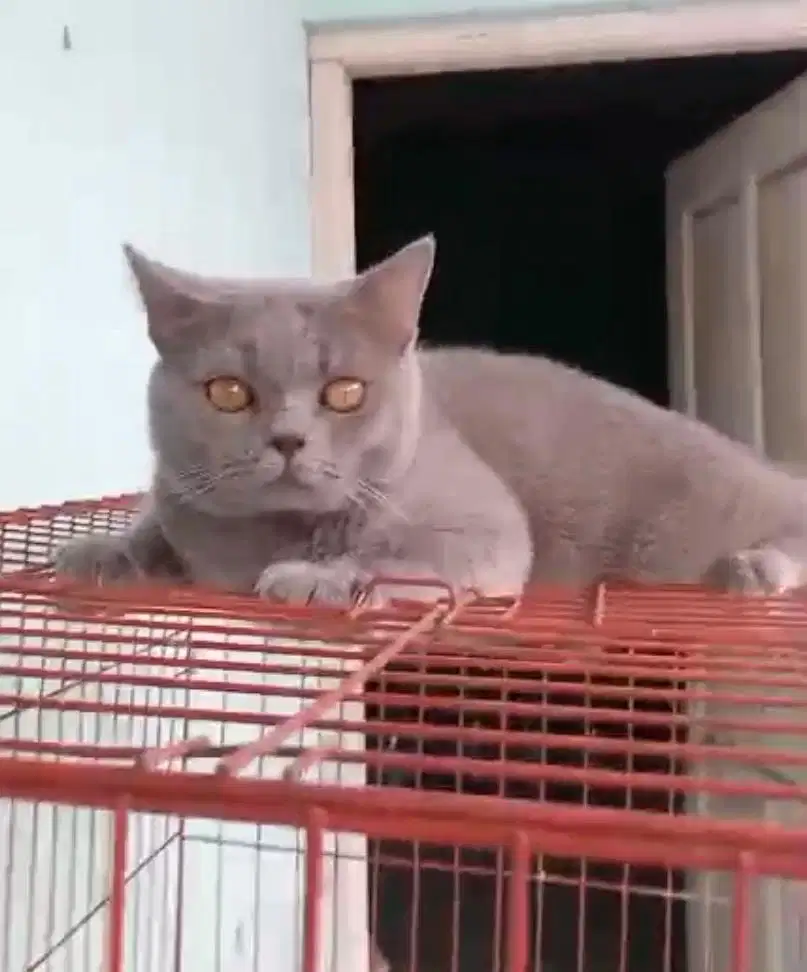 british short hair/ bsh / shorthair blue jantan